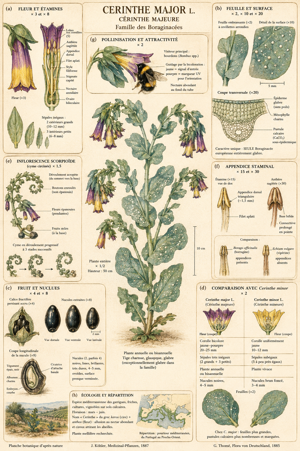 Planche botanique Cérinthe majeure