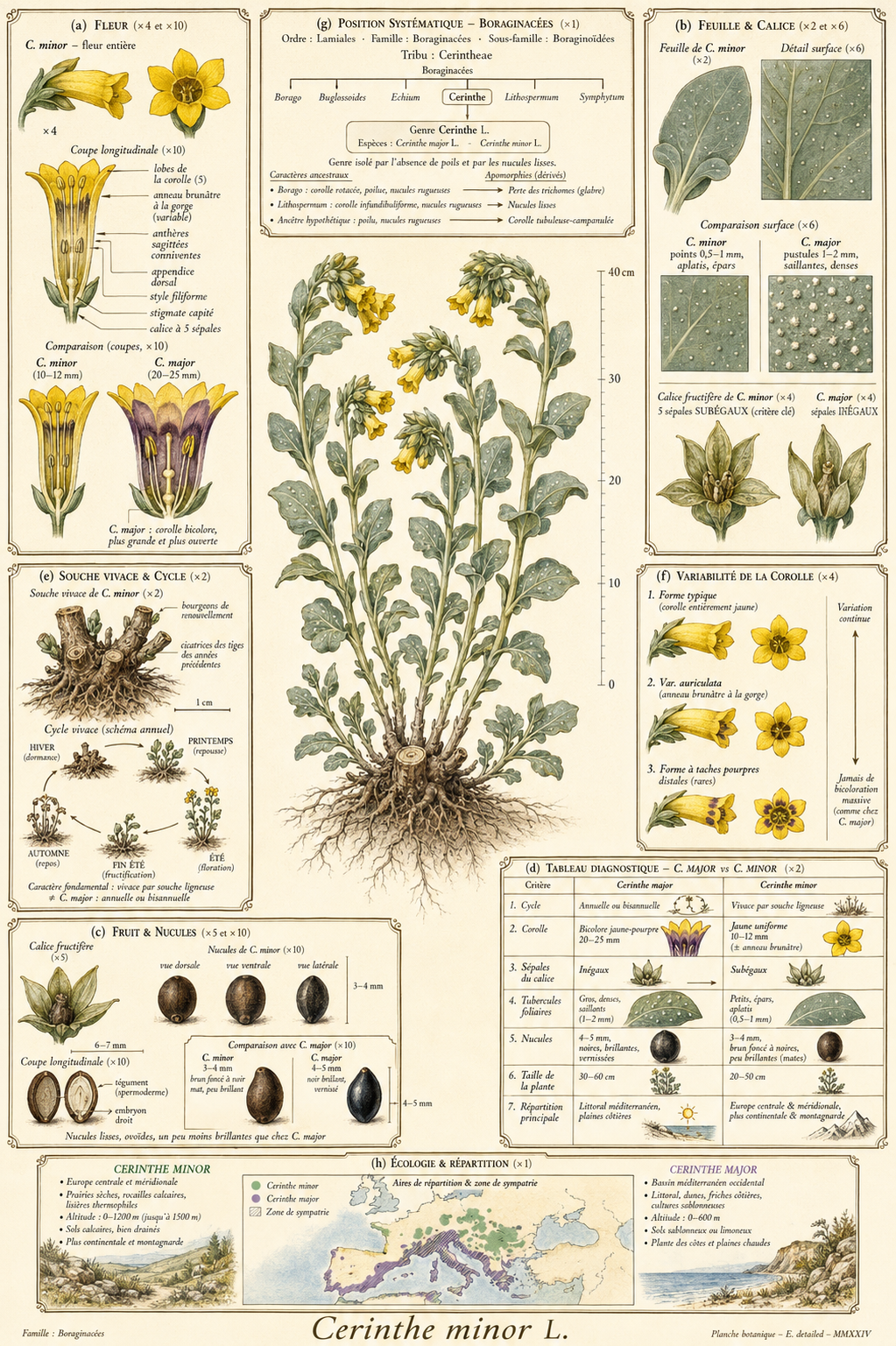 Planche botanique Cérinthe mineure