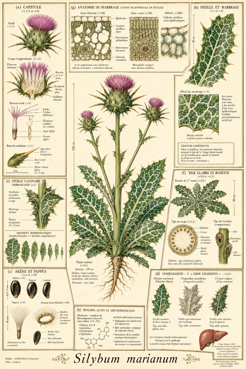 Planche botanique Chardon-Marie