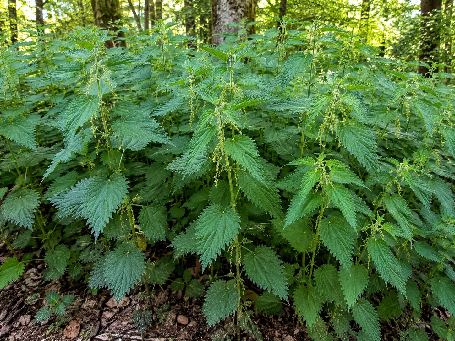 Urtica dioica — grande ortie en colonie dense, feuilles vert foncé dentées opposées, riche en fer