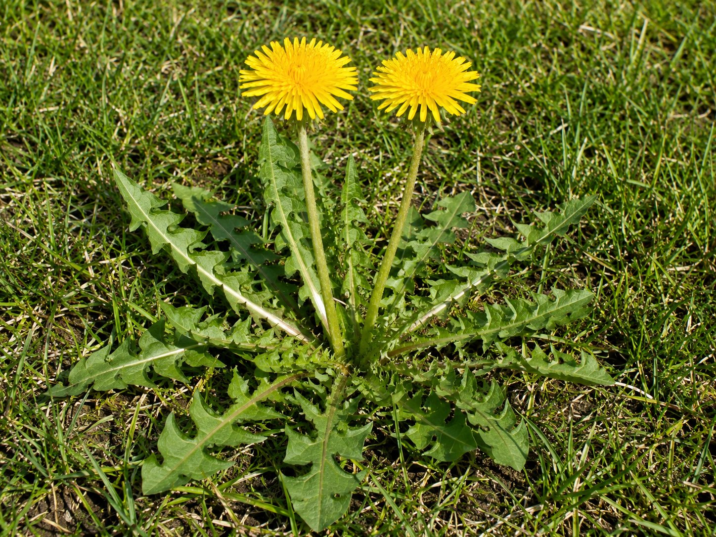 Taraxacum officinale — pissenlit en rosette dans une prairie, feuilles profondément découpées vert vif