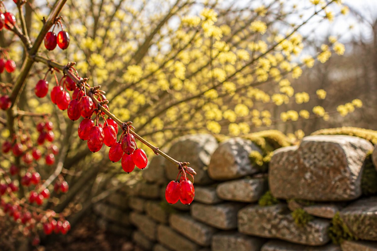 Photographie en gros plan de cornouilles mûres rouge translucide en grappes sur la branche, avec floraison jaune en arrière-plan flou et muret de pierres sèches