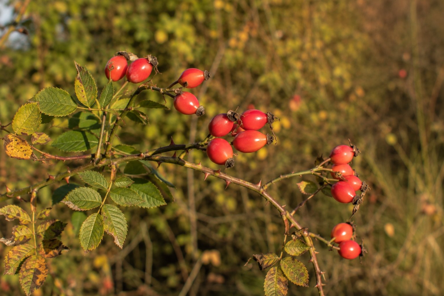 Rosa canina — cynorrhodons mûrs rouge-orangé sur un rameau épineux en automne
