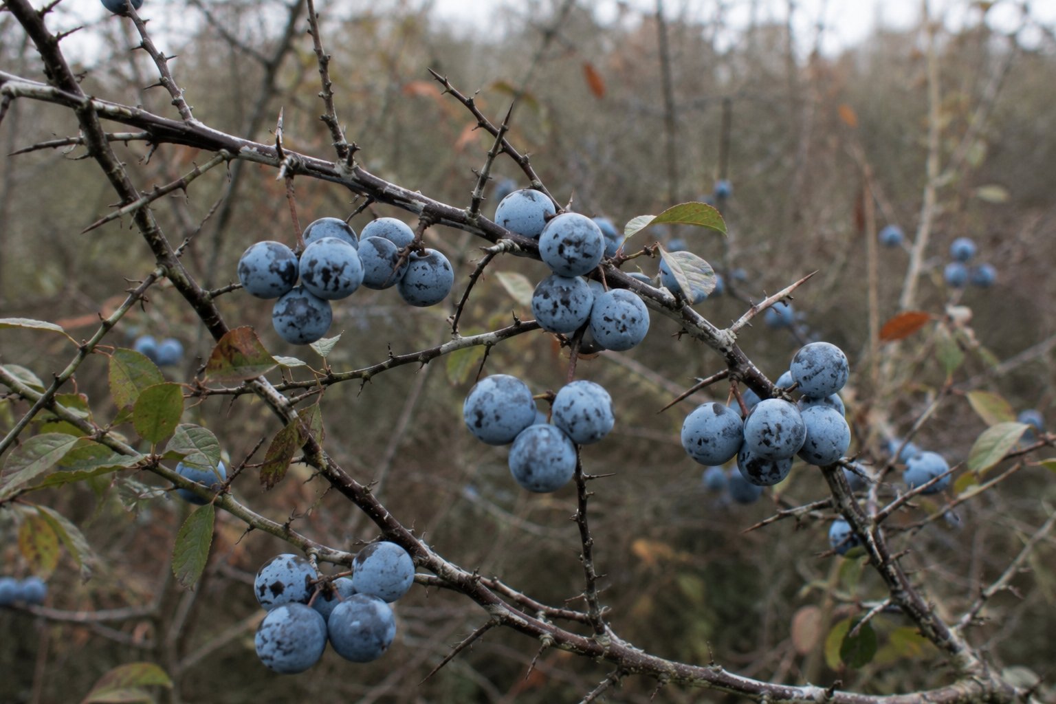 Prunus spinosa — prunelles bleu-noir couvertes de pruine sur un rameau épineux en automne