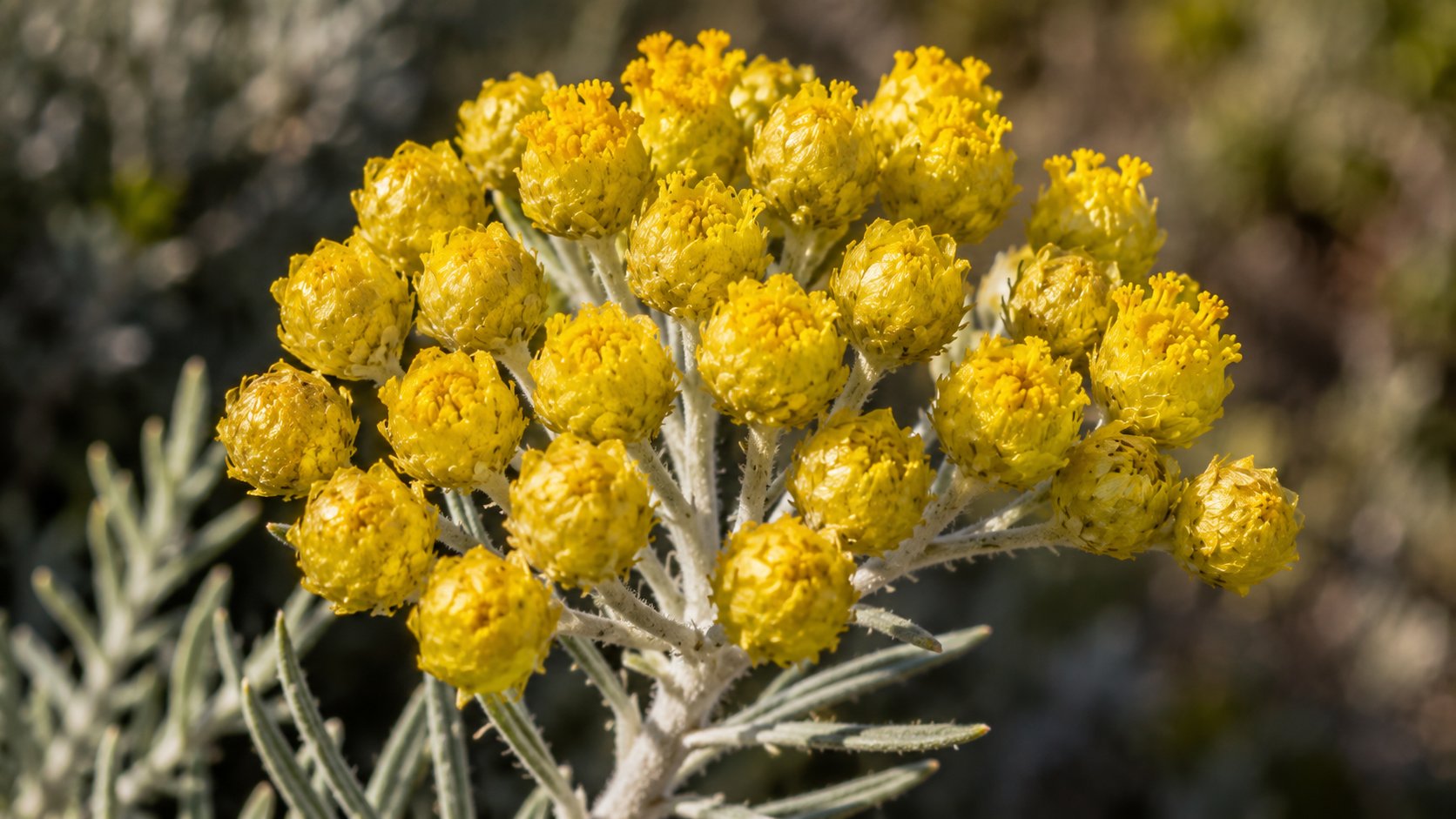 Helichrysum italicum — capitules jaune d'or en gros plan