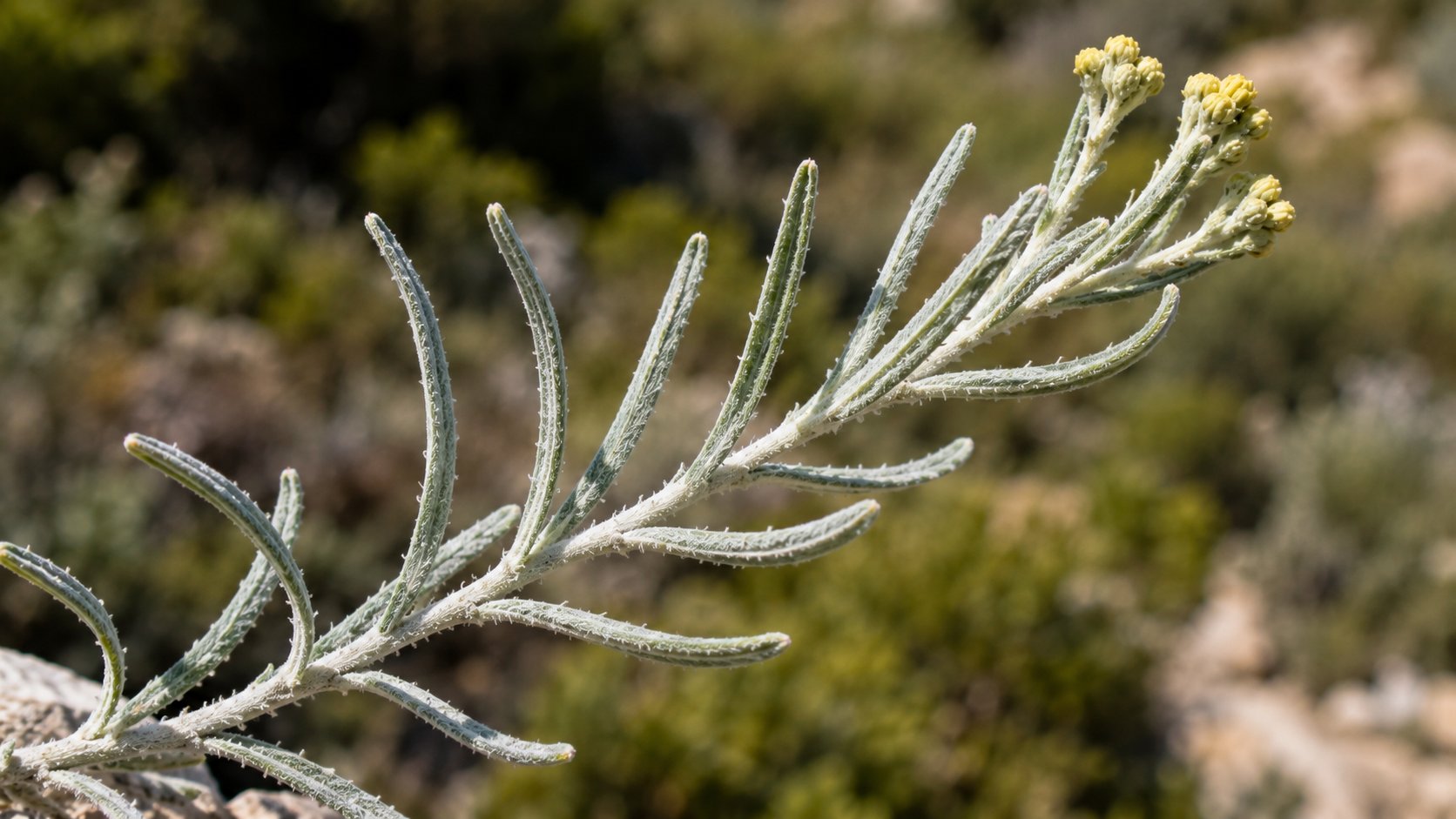Helichrysum italicum — feuillage gris-argenté linéaire et port compact