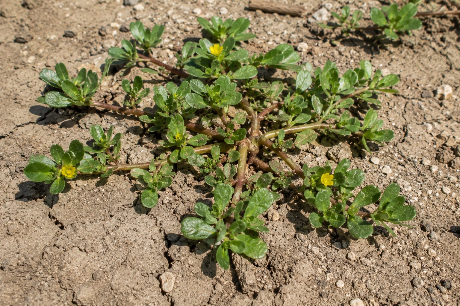 Portulaca oleracea — pourpier potager, tiges rampantes charnues à feuilles succulentes, source majeure d'acide alpha-linolénique