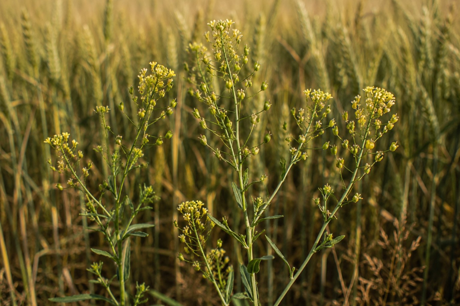 Camelina sativa — cameline en fleur, grappes de petites fleurs jaune pâle et silicules piriformes