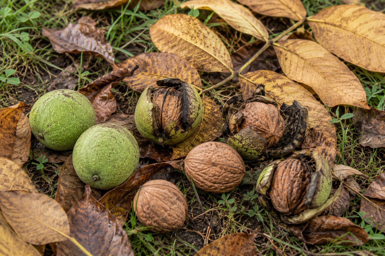 Juglans regia — noix mûres au sol avec brou fendu et cerneaux visibles, source d'acide alpha-linolénique
