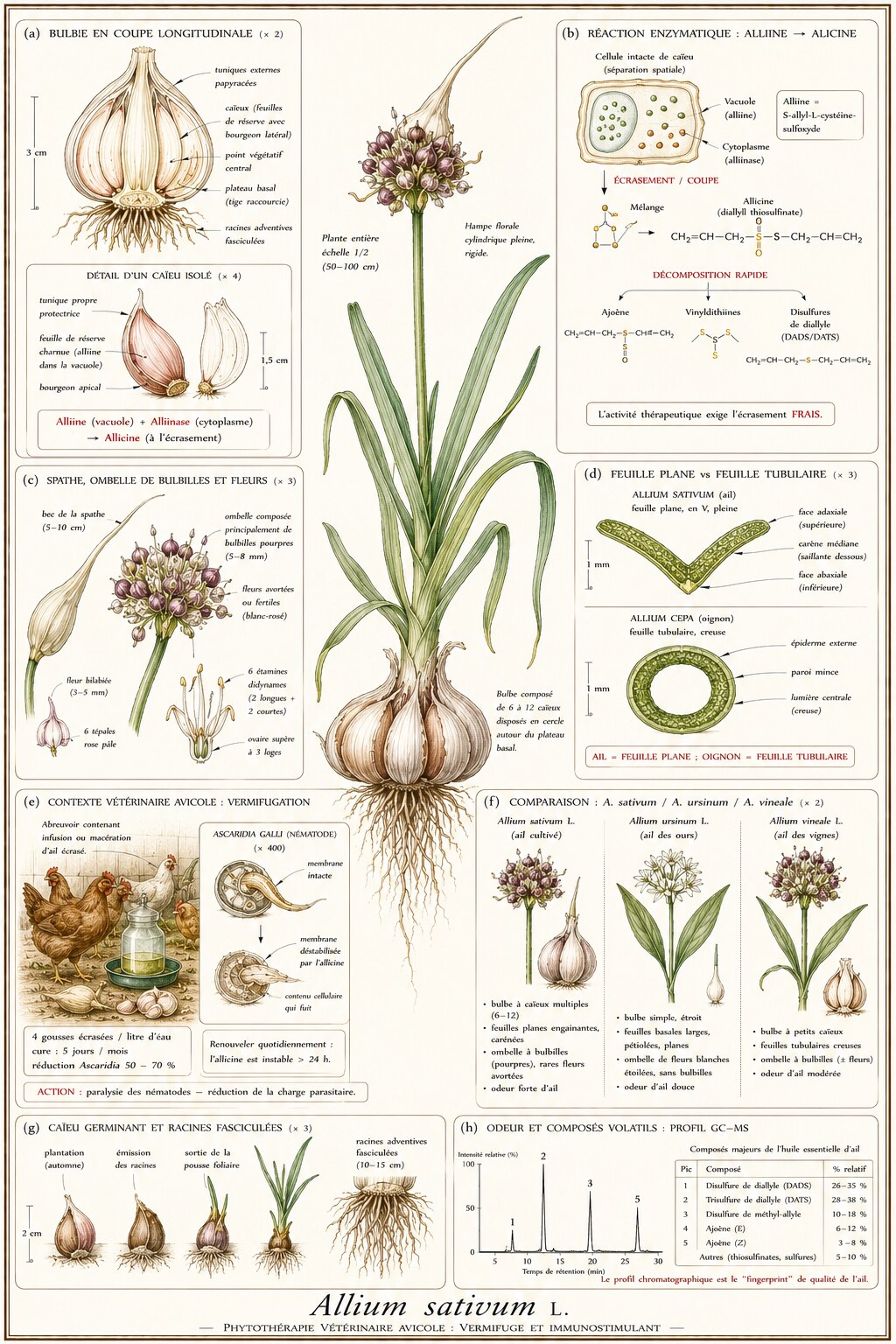 Planche botanique d'Allium sativum en contexte vétérinaire avicole