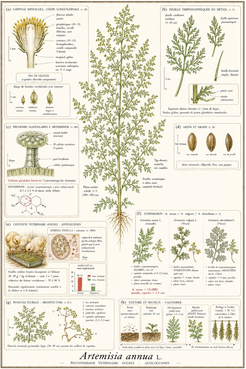Planche botanique d'Artemisia annua en contexte vétérinaire avicole