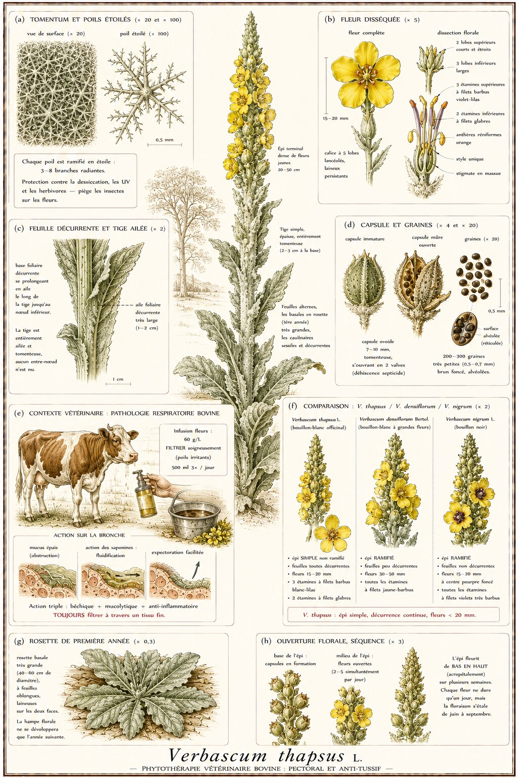 Planche botanique de Verbascum thapsus en contexte vétérinaire bovin