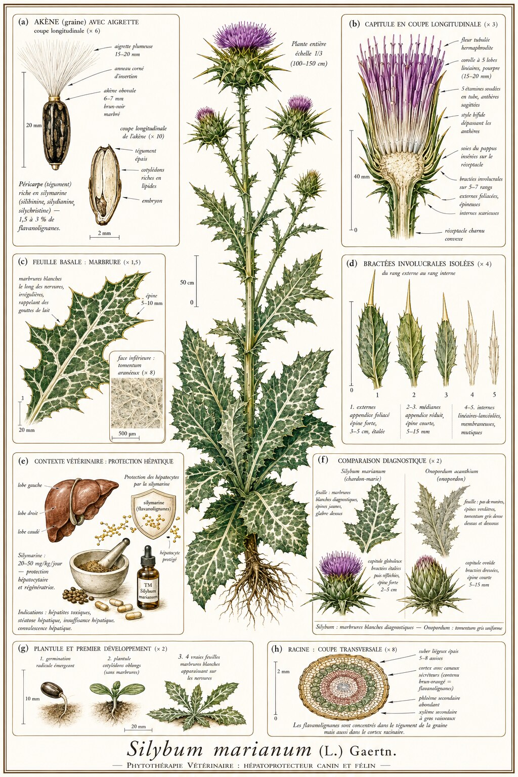 Planche botanique de Silybum marianum en contexte vétérinaire