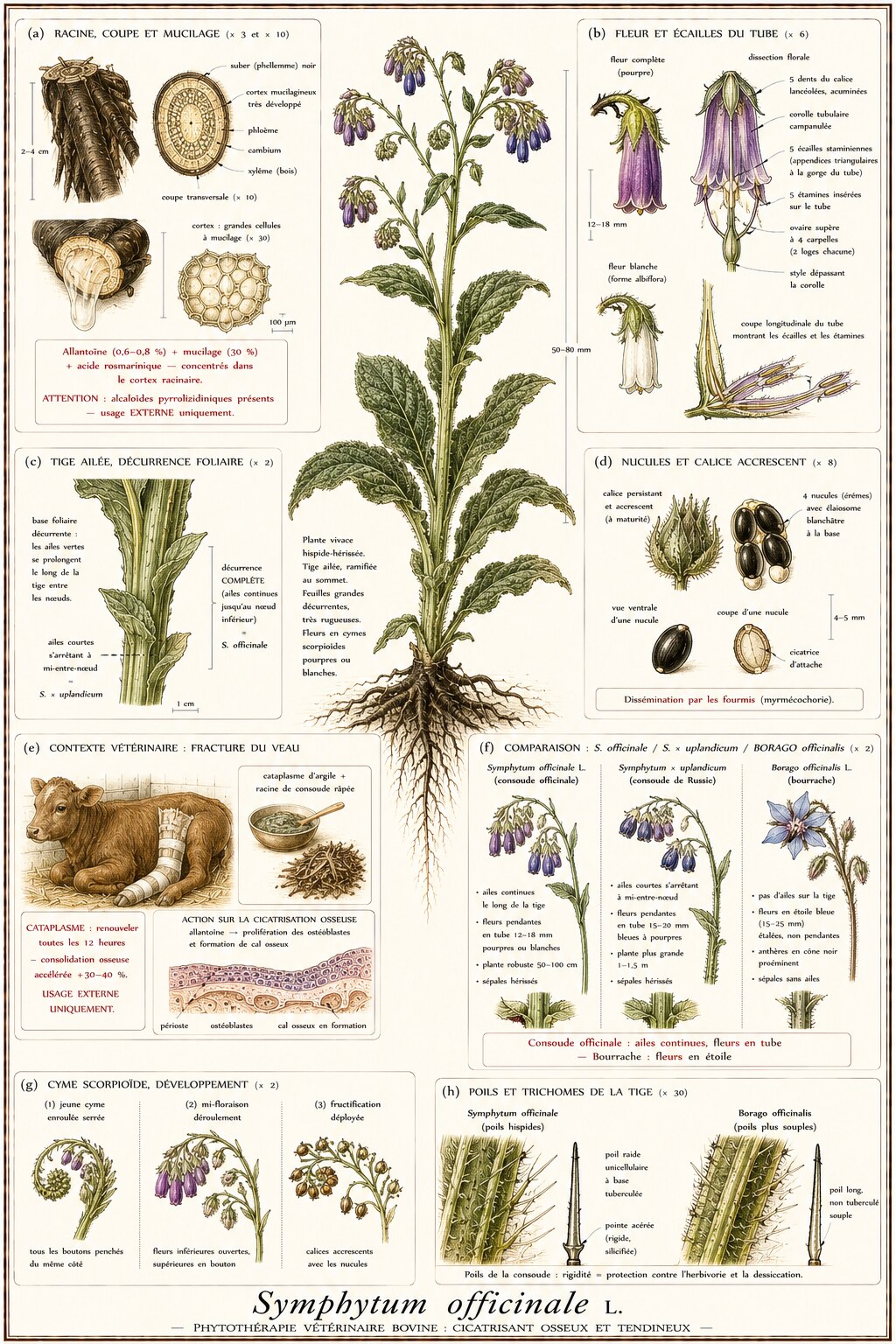 Planche botanique de Symphytum officinale en contexte vétérinaire bovin