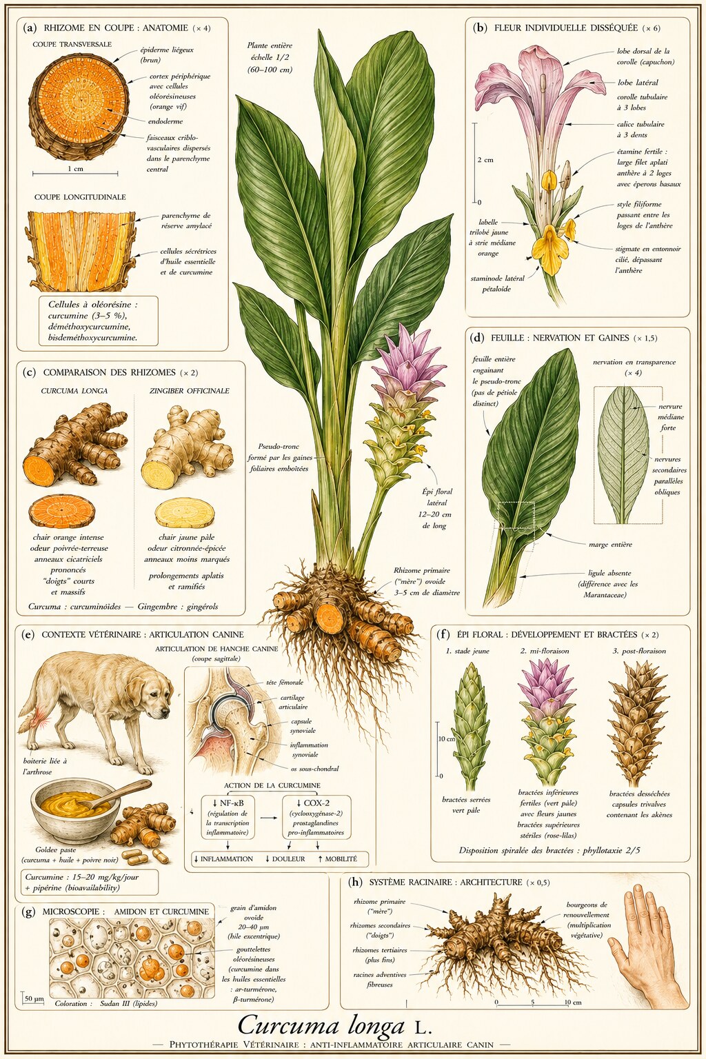 Planche botanique de Curcuma longa en contexte vétérinaire