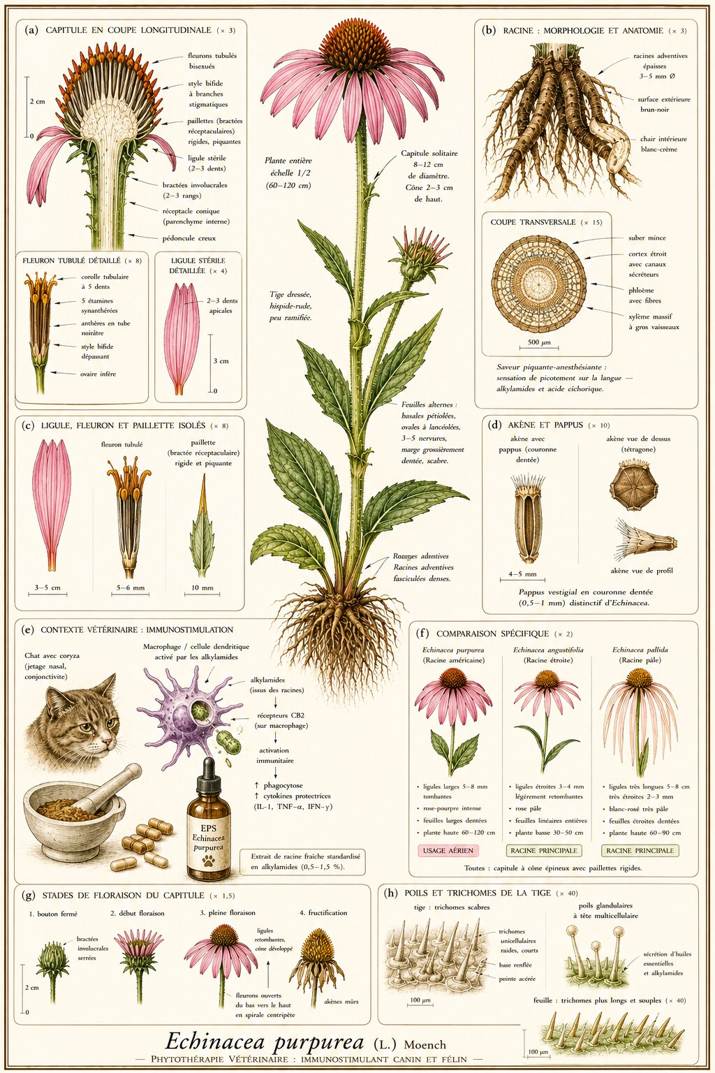 Planche botanique d'Echinacea purpurea en contexte vétérinaire