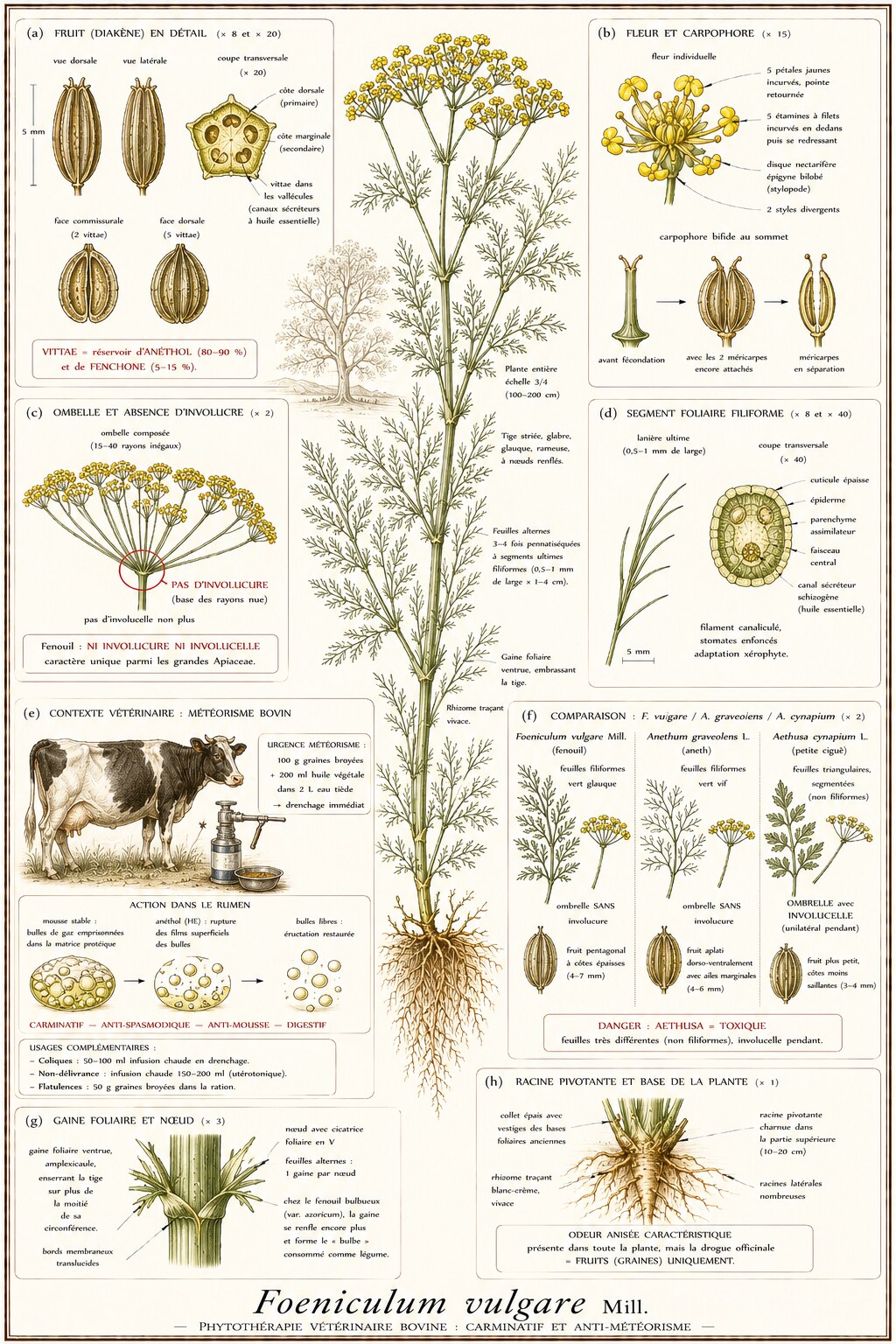 Planche botanique de Foeniculum vulgare en contexte vétérinaire bovin