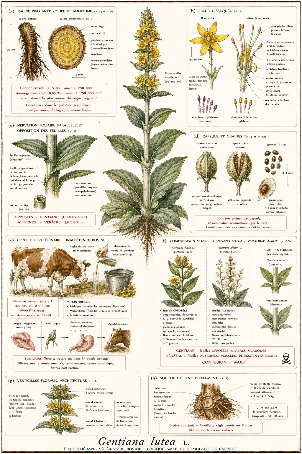 Planche botanique de Gentiana lutea en contexte vétérinaire bovin