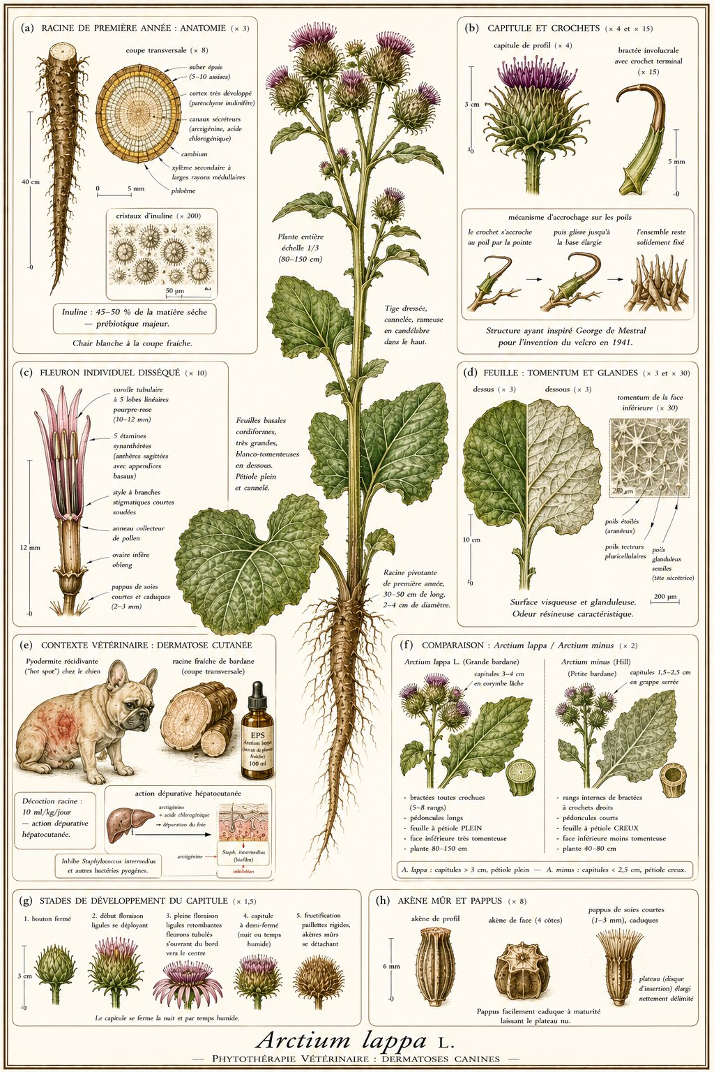 Planche botanique d'Arctium lappa en contexte vétérinaire