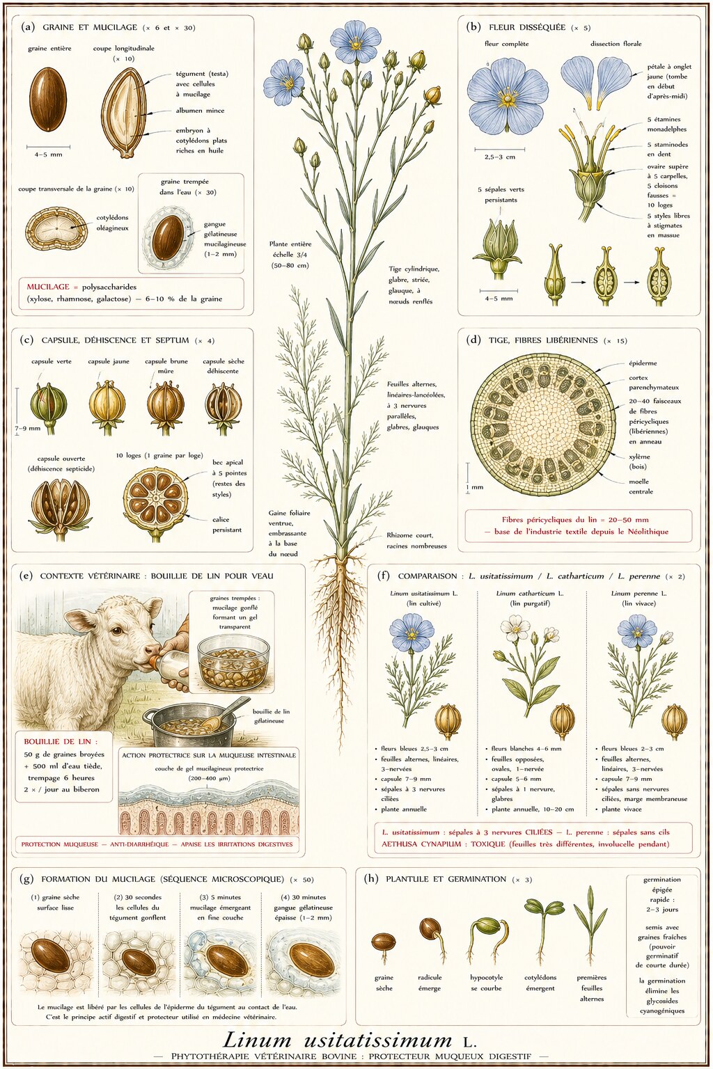 Planche botanique de Linum usitatissimum en contexte vétérinaire bovin