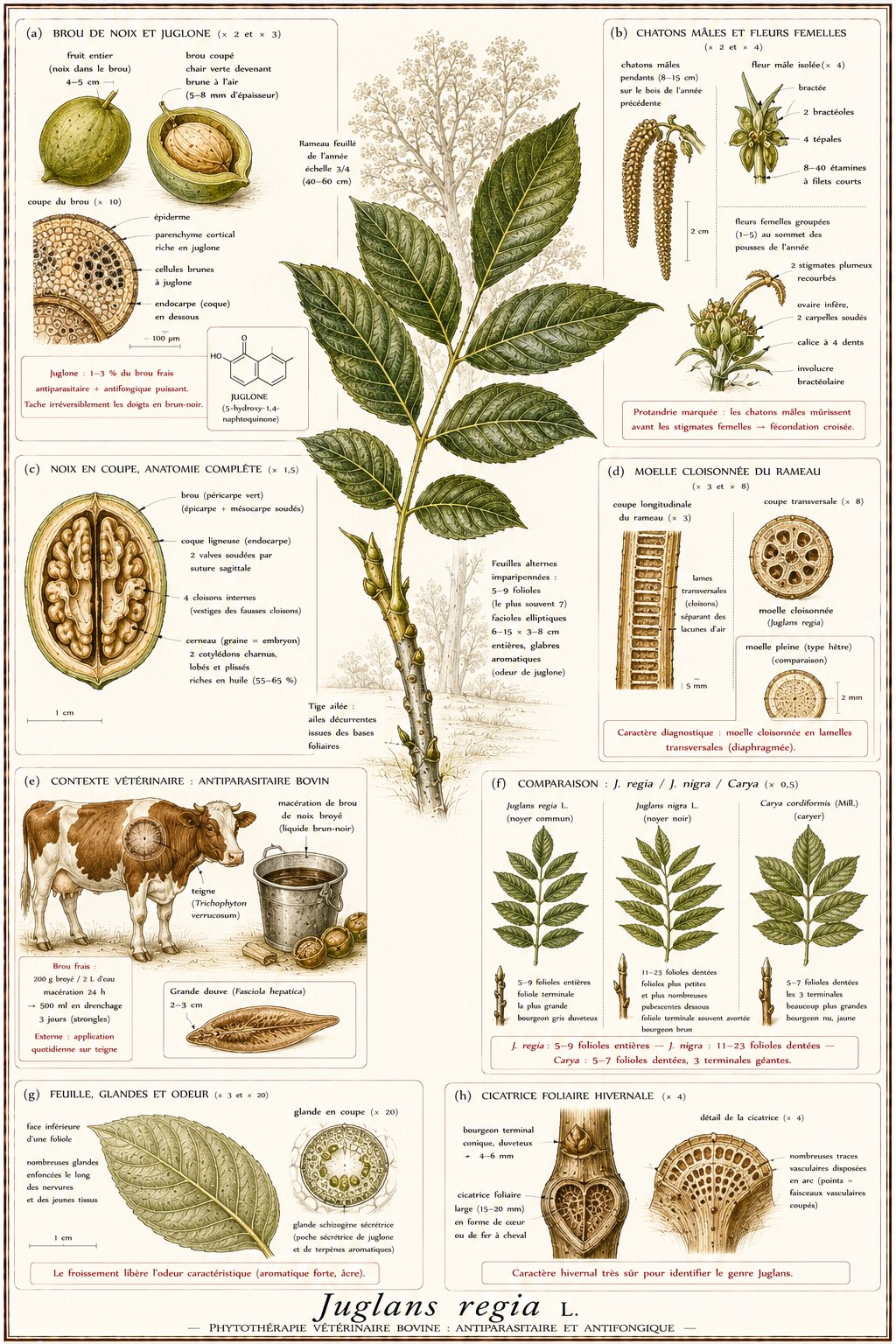Planche botanique de Juglans regia en contexte vétérinaire bovin