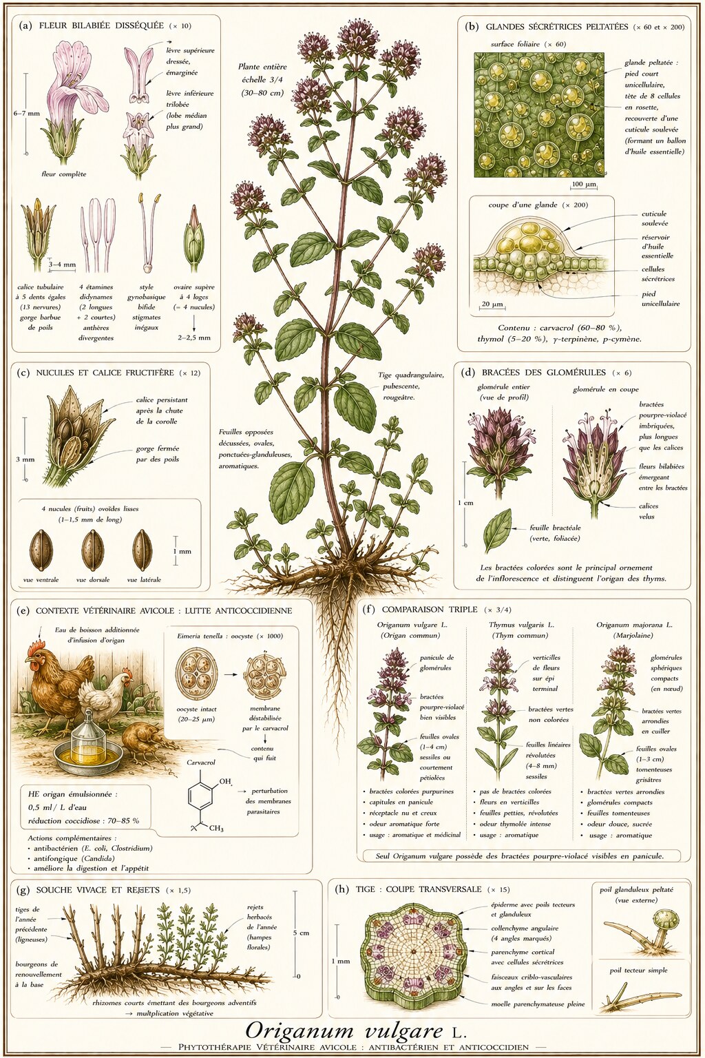 Planche botanique d'Origanum vulgare en contexte vétérinaire avicole