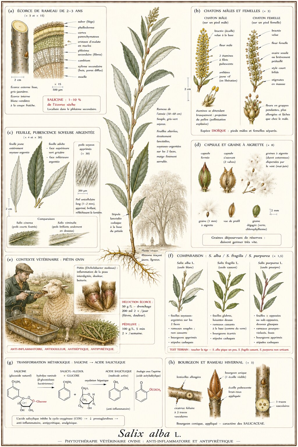 Planche botanique de Salix alba en contexte vétérinaire ovin