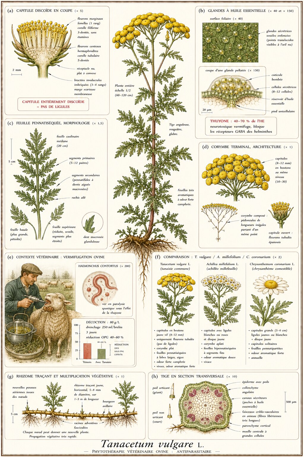 Planche botanique de Tanacetum vulgare en contexte vétérinaire ovin