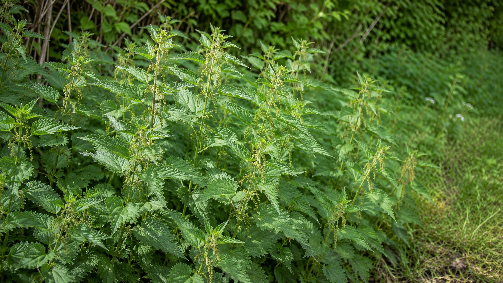 Urtica dioica — touffe d'orties en pleine croissance, feuilles dentelées vert vif