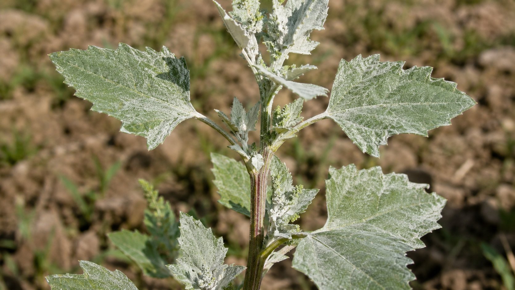 Chenopodium album — chénopode blanc, feuilles en losange couvertes d'une pruine farineuse