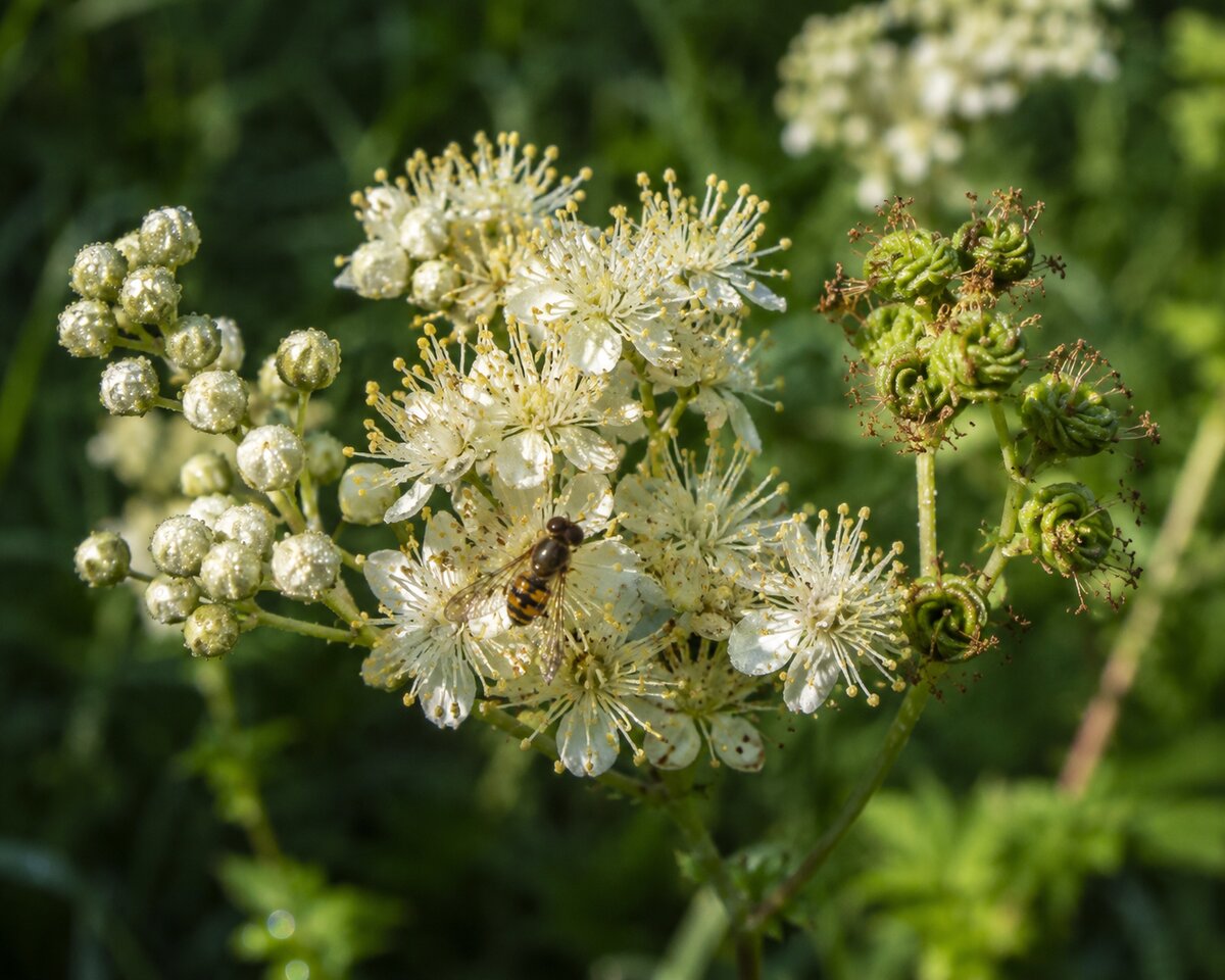 Gros plan sur l'inflorescence de Filipendula ulmaria — panicule crémeuse et fleurs détaillées