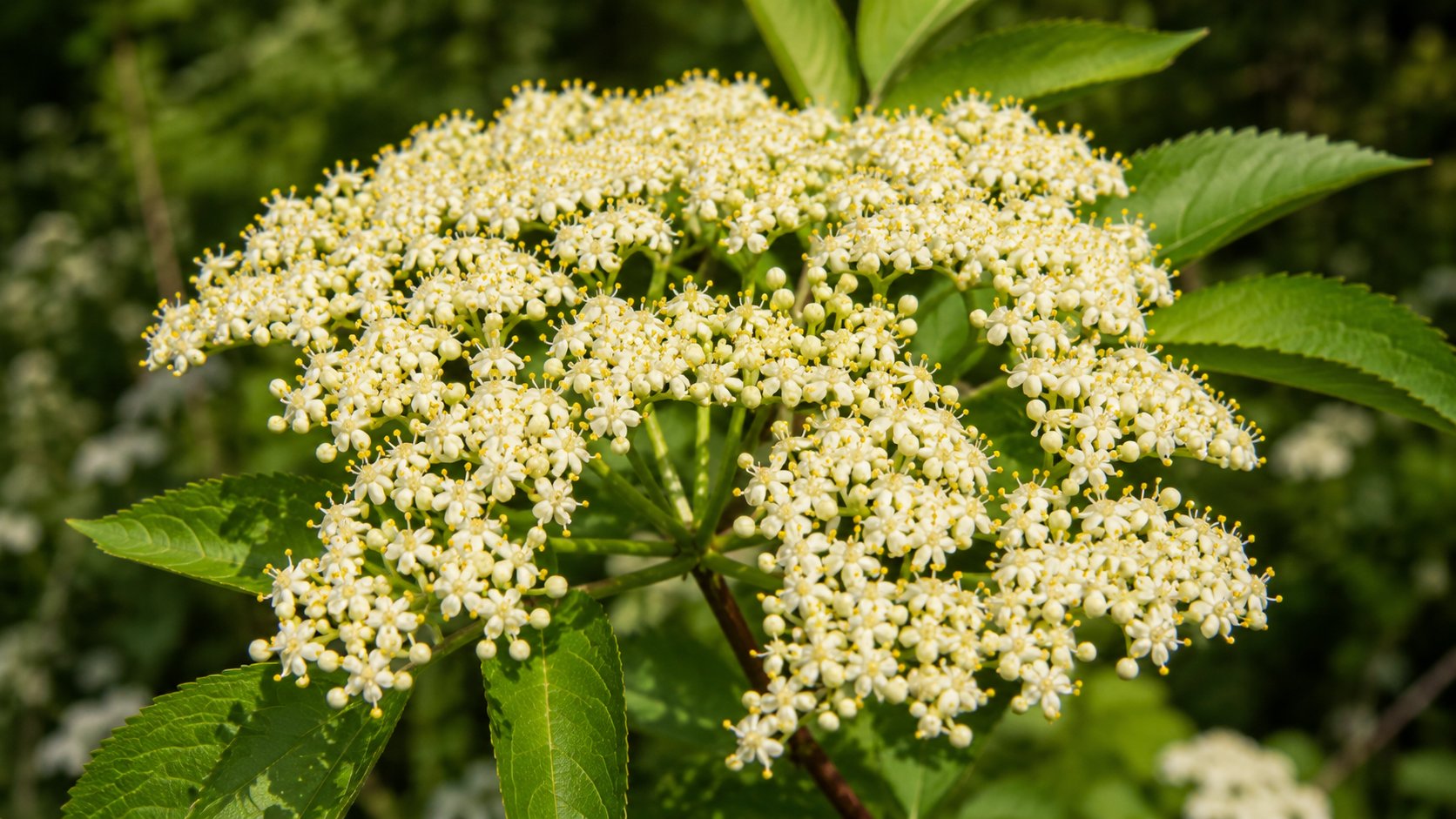 Sambucus nigra — corymbes de fleurs blanc crème du sureau noir
