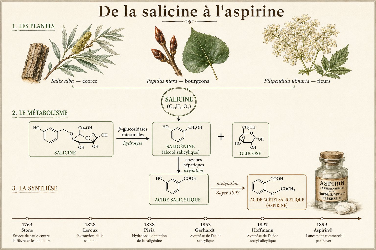 Schéma de la voie salicylée : de la salicine à l'acide salicylique puis à l'aspirine