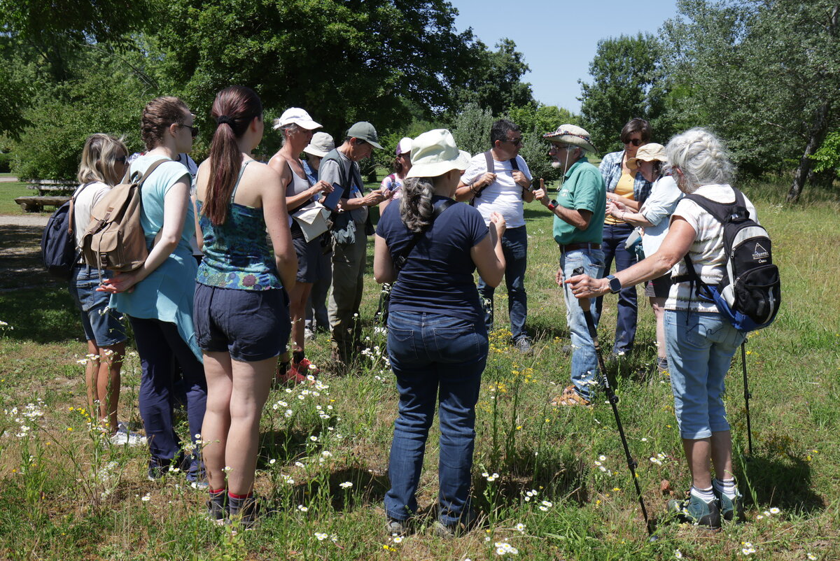 Observation et détermination des plantes en prairie, balade de Brens, 6 juin 2026