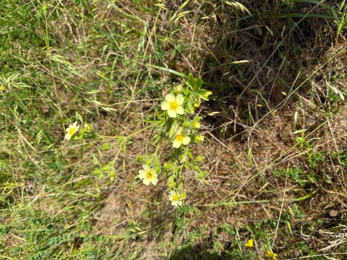 Potentille dressée (Potentilla recta) — balade de Brens