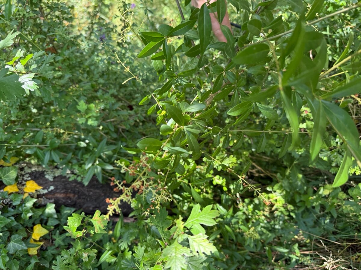 Troène (Ligustrum vulgare) — balade de Brens