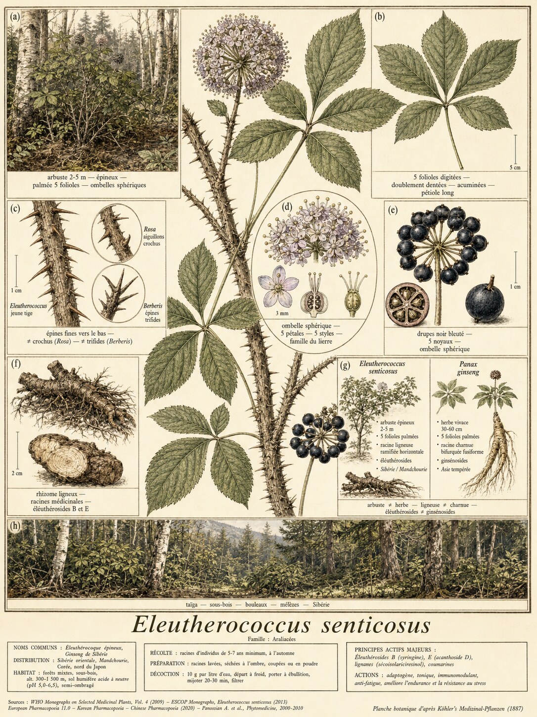 Planche botanique ÉLEUTHÉROCOQUE