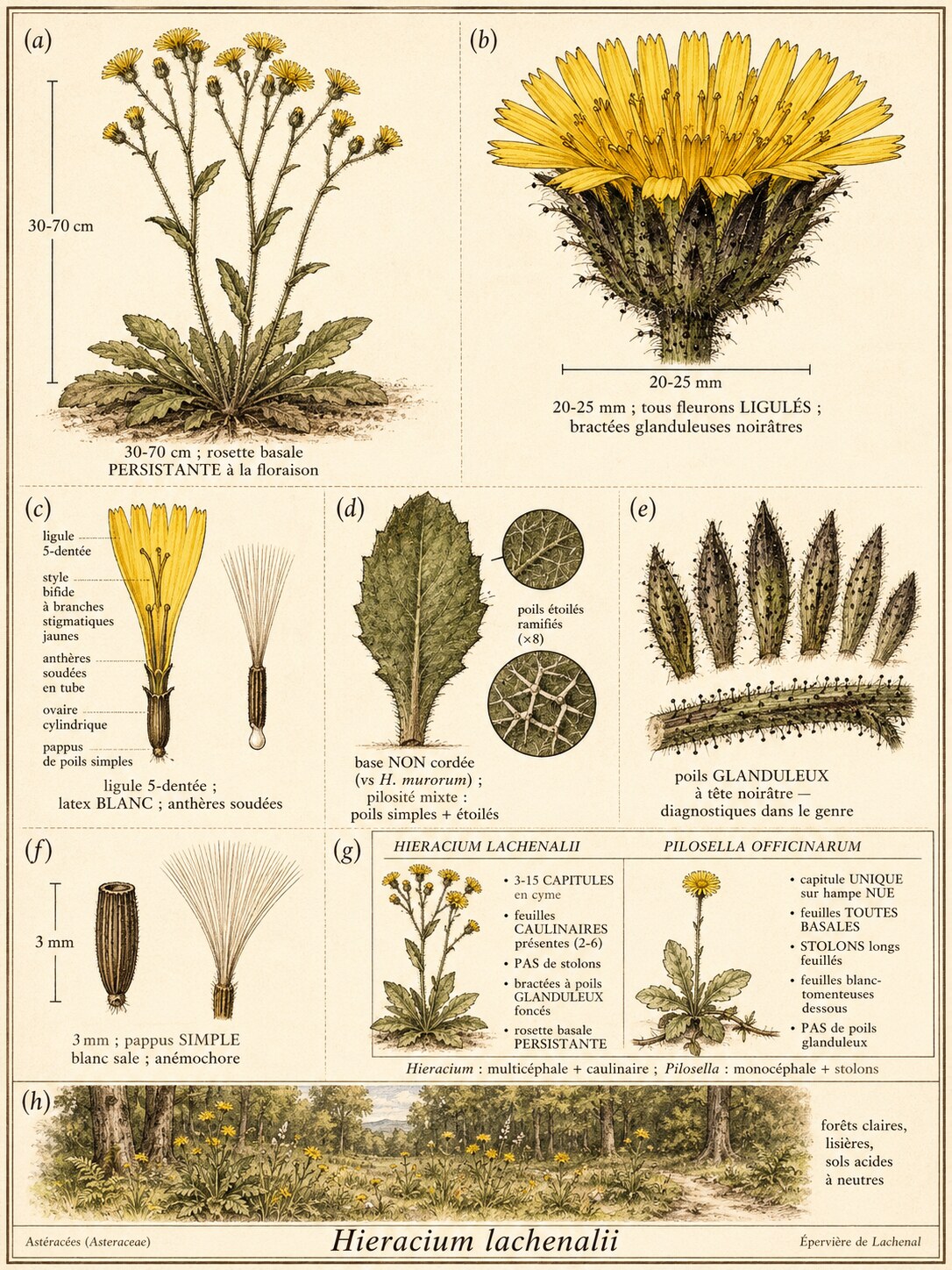 Planche botanique ÉPERVIÈRE COMMUNE