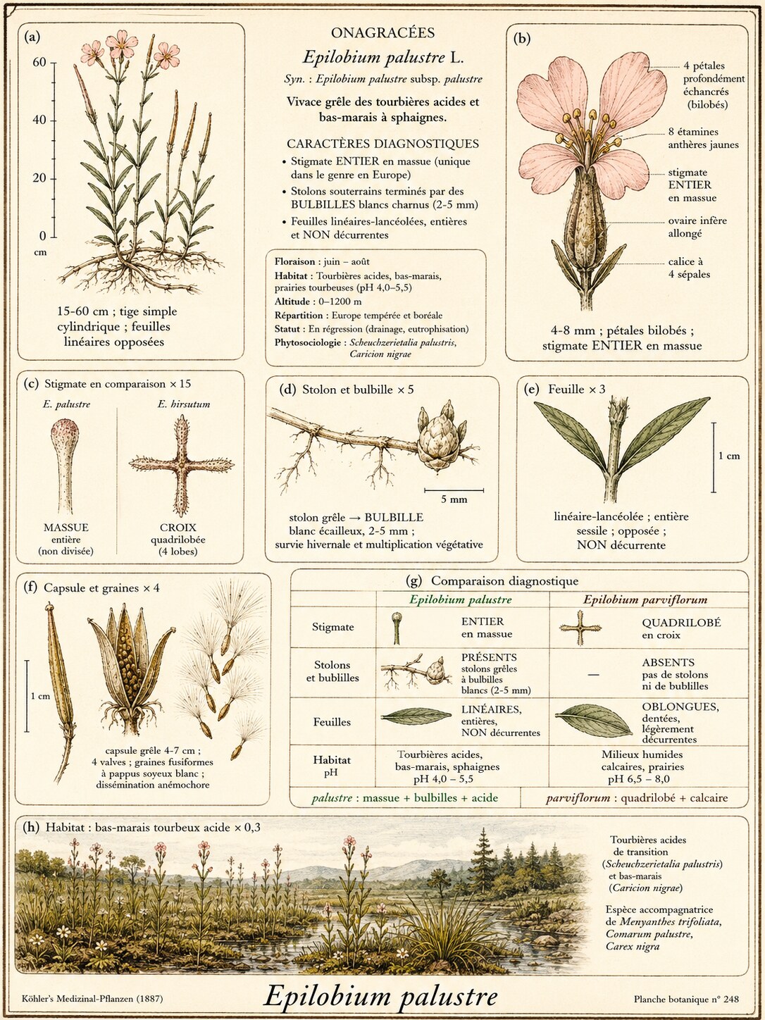Planche botanique Épilobe des marais
