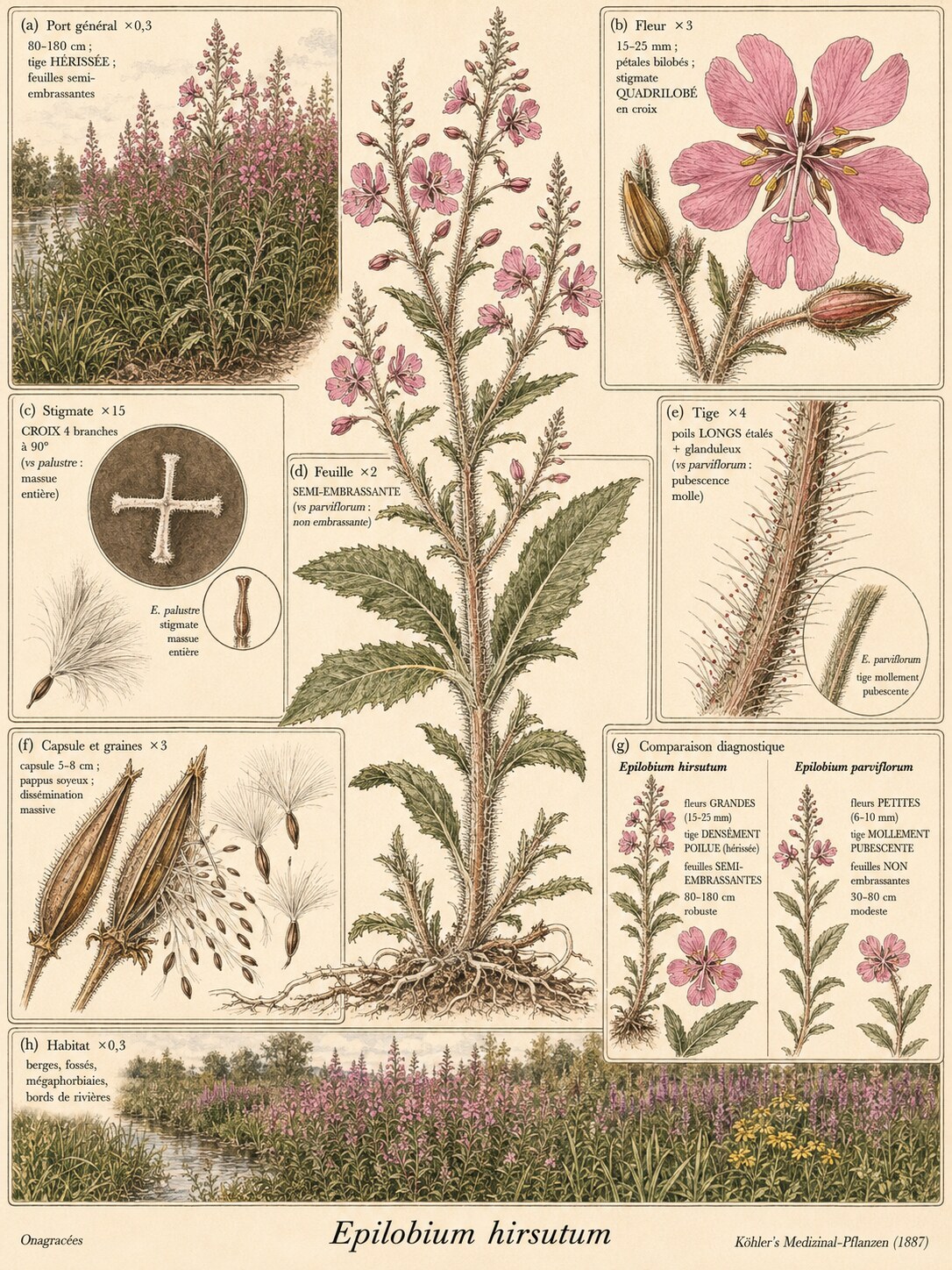 Planche botanique ÉPILOBE HIRSUTE