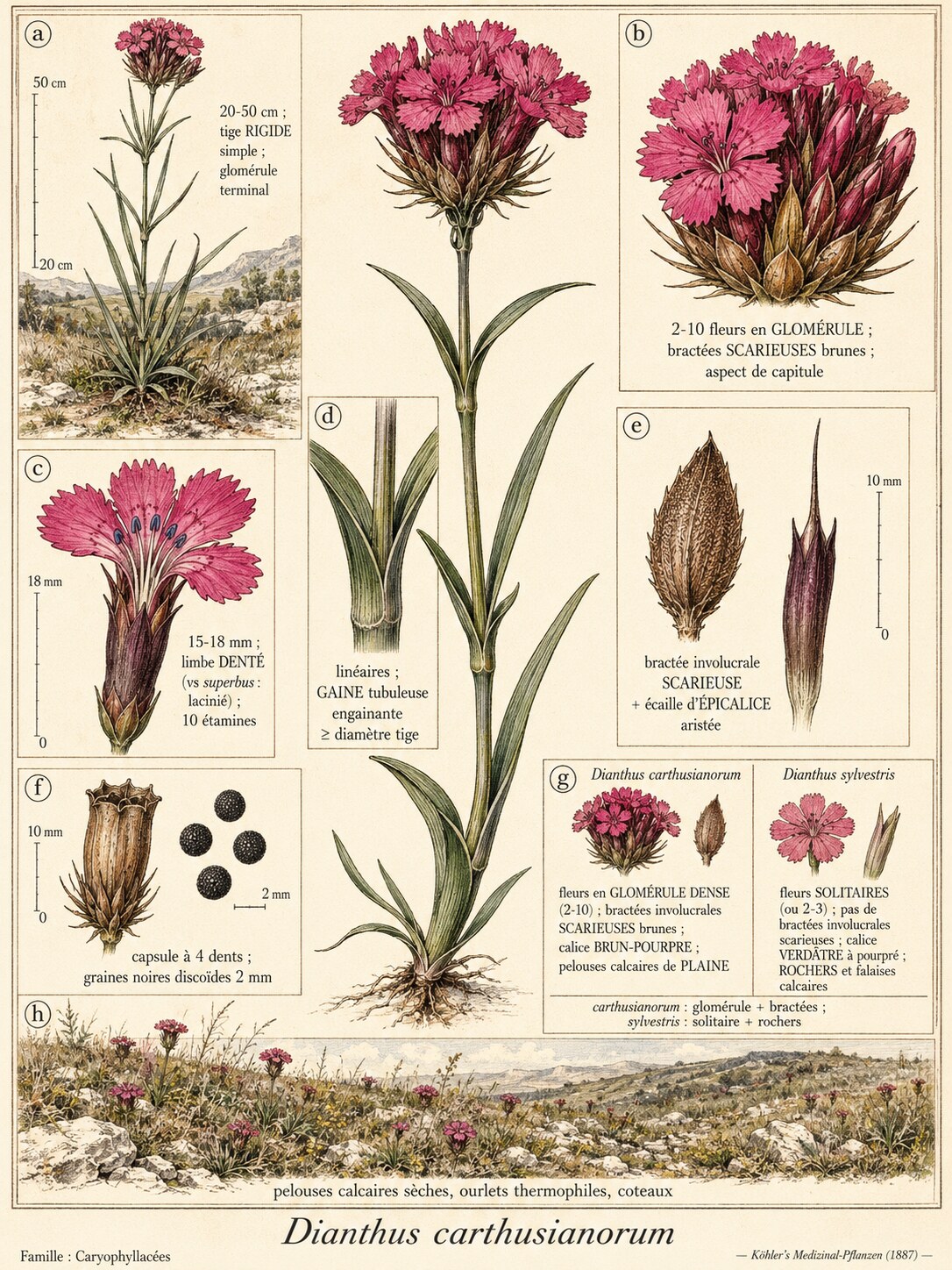 Planche botanique ŒILLET DES CHARTREUX