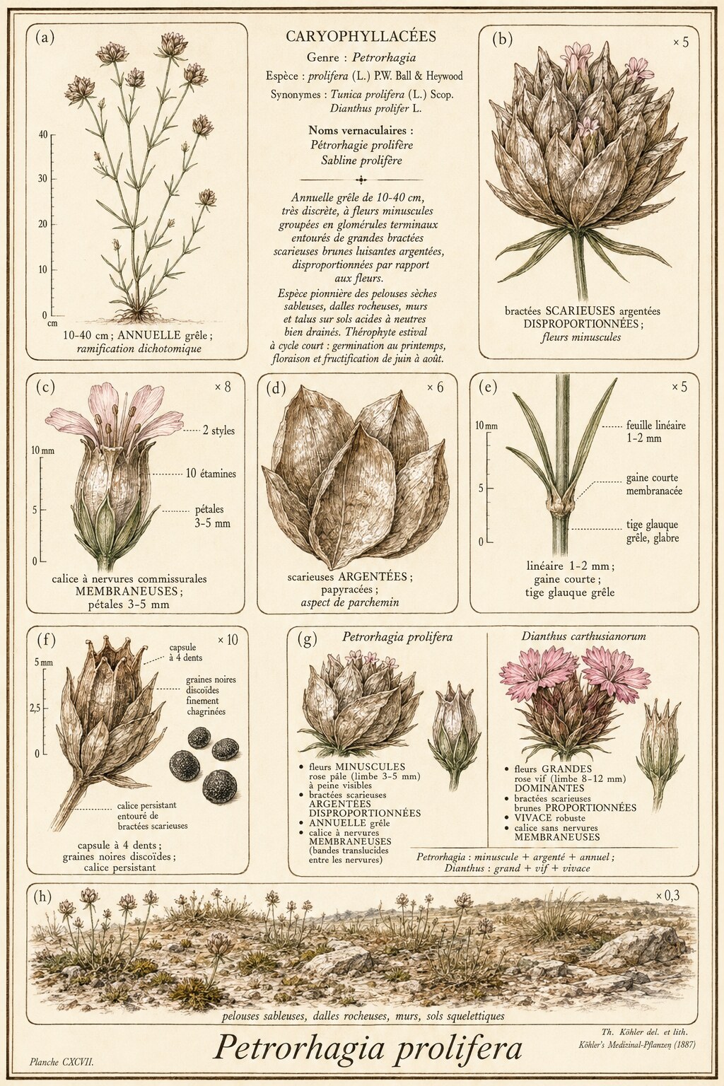 Planche botanique ŒILLET PROLIFÈRE