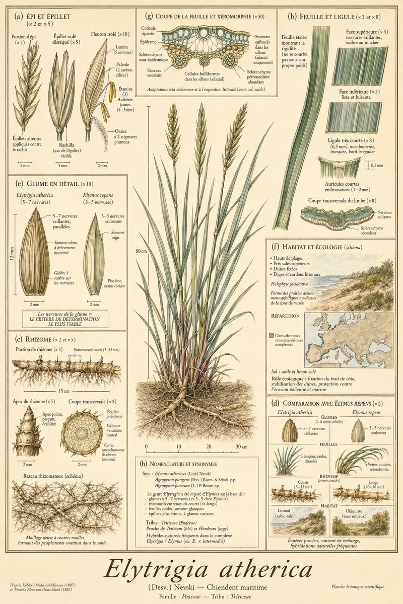 Planche botanique Chiendent maritime