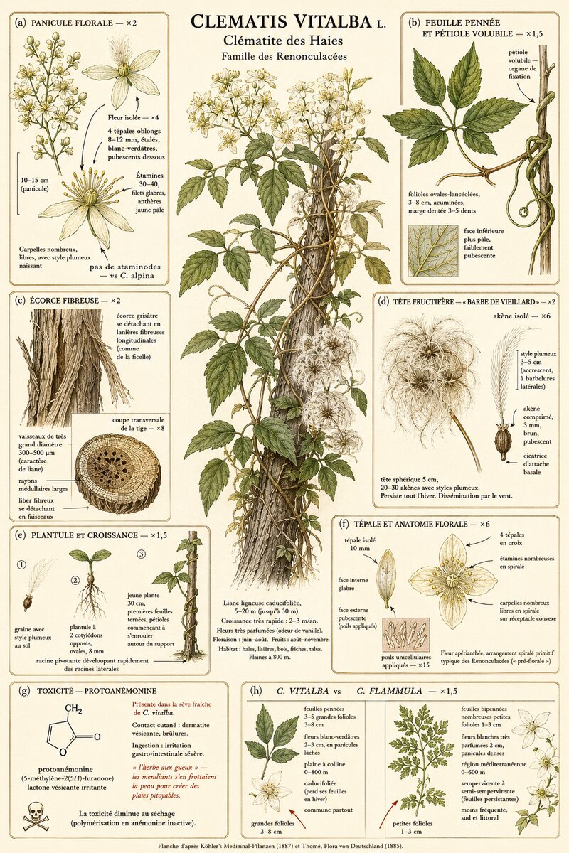 Planche botanique Clématite des Haies