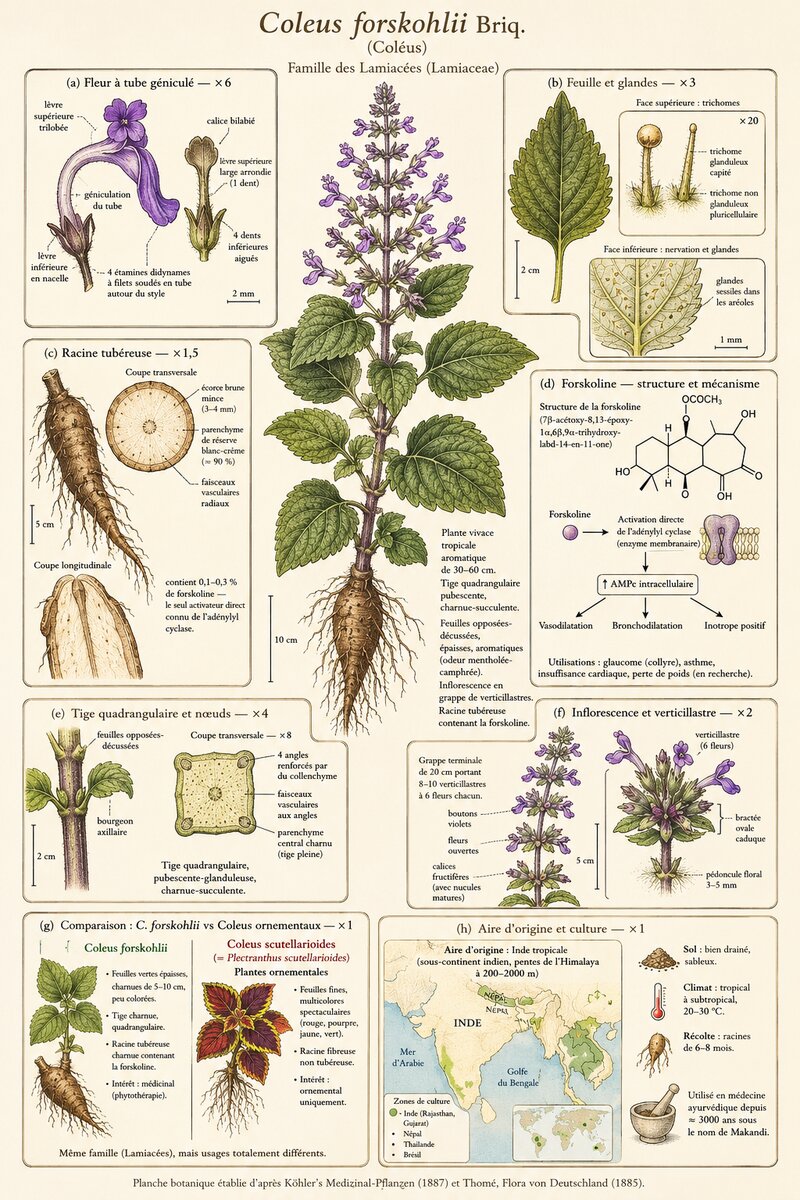 Planche botanique Coléus