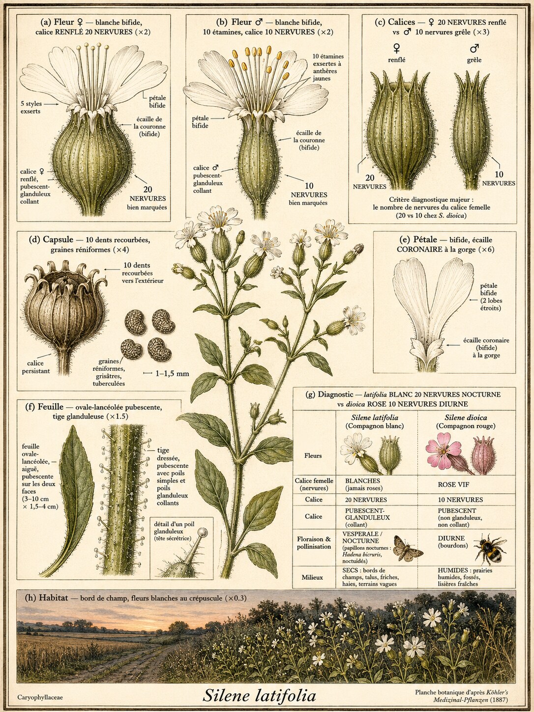 Planche botanique SILÈNE BLANC