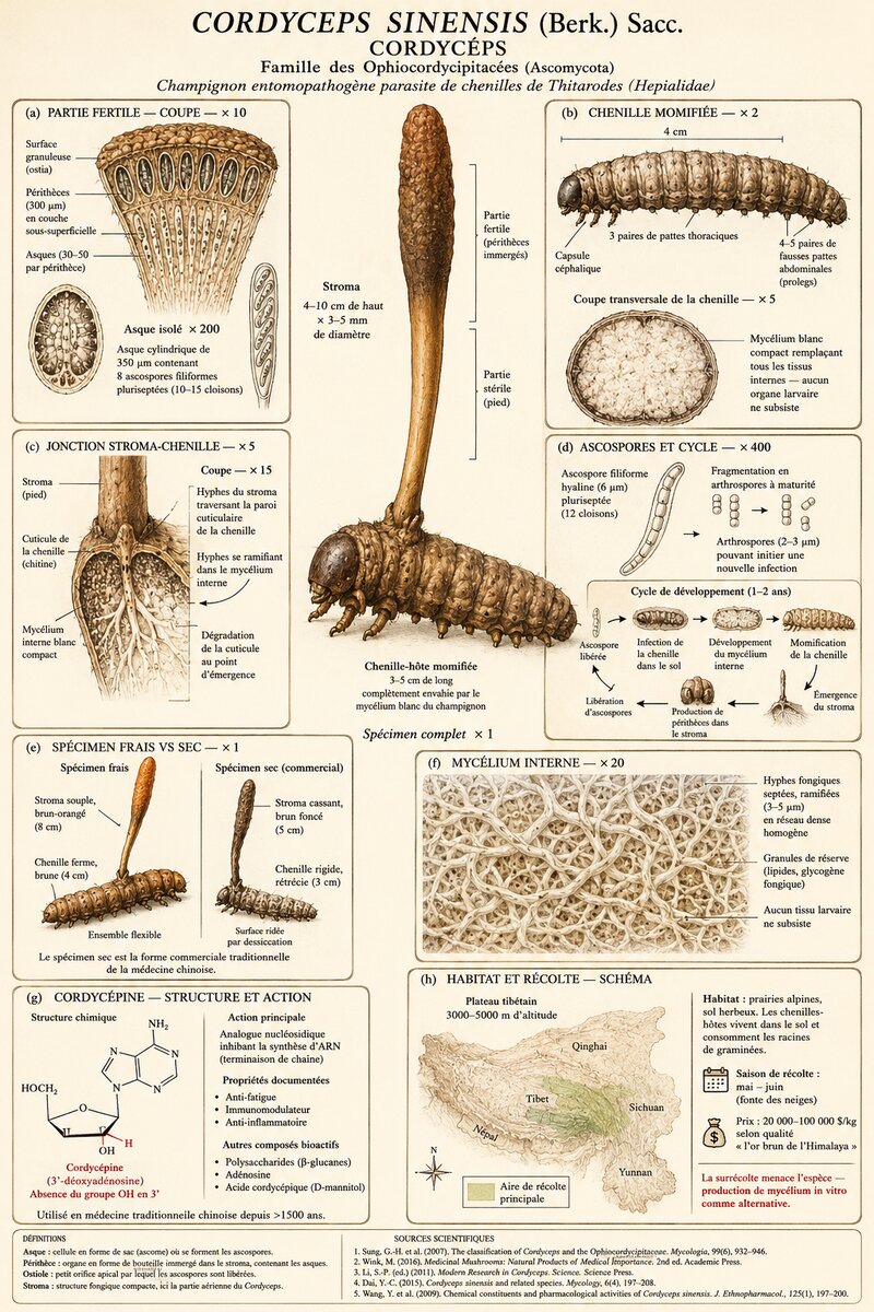 Planche botanique Cordyceps