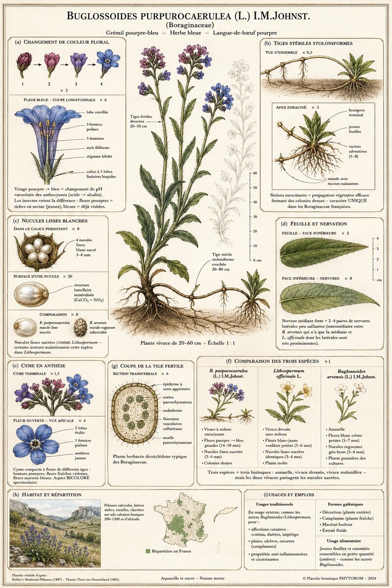 Planche botanique Grémil pourpre