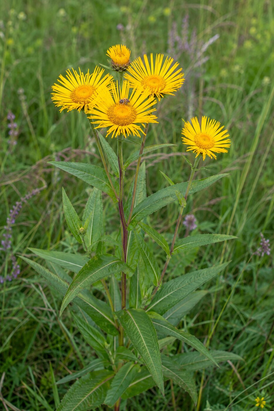 Inule à feuilles de saule en fleur
