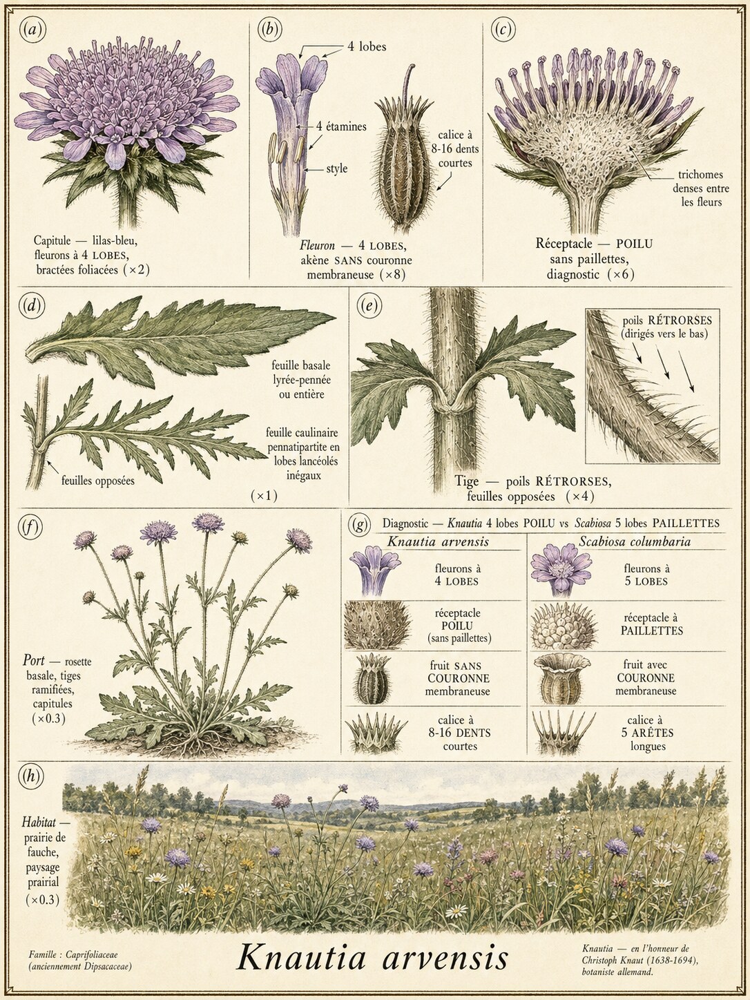 Planche botanique KNAUTIE DES CHAMPS